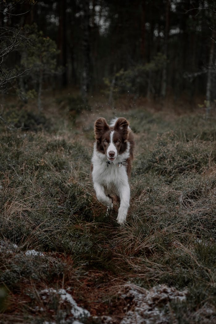 A playful Border Collie dashes through a wooded area, showcasing agility and energy.