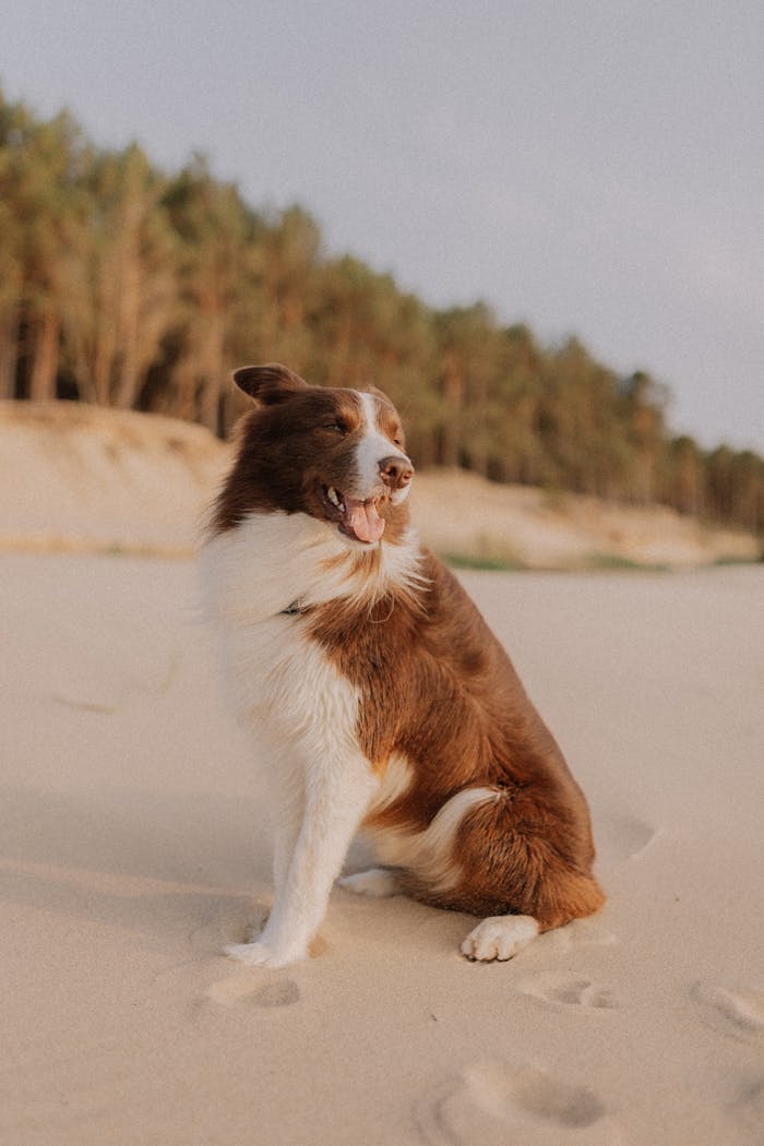 Border Collie sitting on a sandy beach with forest backdrop, showcasing serenity and joy on a sunny day.
